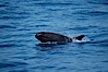 False killer whale. Lanai, Hawaii, USA. Image #04567