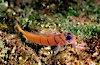 Bluebanded goby, Catalina. Catalina Island, California, USA. Image #04597