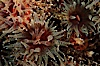 Brown  cup coral. San Diego, California, USA. Image #04600