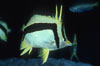 Scythe-mark butterflyfish. Guadalupe Island (Isla Guadalupe), Baja California, Mexico. Image #04611