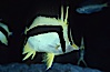 Scythe-mark butterflyfish. Guadalupe Island (Isla Guadalupe), Baja California, Mexico. Image #04611