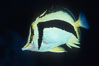 Scythe-mark butterflyfish. Guadalupe Island (Isla Guadalupe), Baja California, Mexico. Image #04612