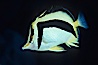 Scythe-mark butterflyfish. Guadalupe Island (Isla Guadalupe), Baja California, Mexico. Image #04612