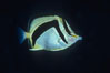 Scythe-mark butterflyfish. Guadalupe Island (Isla Guadalupe), Baja California, Mexico. Image #04613