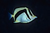 Scythe-mark butterflyfish. Guadalupe Island (Isla Guadalupe), Baja California, Mexico. Image #04613
