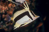 Scythe-mark butterflyfish. Guadalupe Island (Isla Guadalupe), Baja California, Mexico. Image #04614