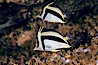 Scythe-mark butterflyfish. Guadalupe Island (Isla Guadalupe), Baja California, Mexico. Image #04615