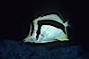 Scythe-mark butterflyfish. Guadalupe Island (Isla Guadalupe), Baja California, Mexico. Image #04620