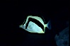 Scythe-mark butterflyfish. Guadalupe Island (Isla Guadalupe), Baja California, Mexico. Image #04621