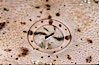 Angel shark eye detail. San Benito Islands (Islas San Benito), Baja California, Mexico. Image #04648