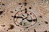 Angel shark eye detail. San Benito Islands (Islas San Benito), Baja California, Mexico. Image #04649