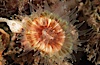 Brown  cup coral. San Miguel Island, California, USA. Image #04701