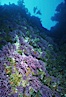 Hydrocoral, Farnsworth Banks. Catalina Island, California, USA. Image #04702