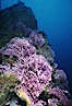 Hydrocoral, Farnsworth Banks. Catalina Island, California, USA. Image #04704