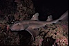Horn shark. Guadalupe Island (Isla Guadalupe), Baja California, Mexico. Image #04711