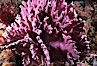 Hydrocoral, Farnsworth Banks. Catalina Island, California, USA. Image #04714
