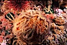 Brittle stars covering sponge and rocky reef. Santa Barbara Island, California, USA. Image #04715
