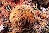 Brittle stars covering sponge and rocky reef. Santa Barbara Island, California, USA. Image #04716