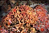 Brittle stars covering sponge and rocky reef. Santa Barbara Island, California, USA. Image #04717