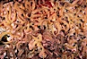 Brittle stars covering rocky reef. Santa Barbara Island, California, USA. Image #04719