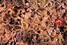 Brittle stars covering rocky reef. Santa Barbara Island, California, USA. Image #04720