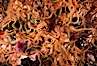 Brittle stars covering rocky reef. Santa Barbara Island, California, USA. Image #04721