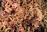 Brittle stars covering rocky reef. Santa Barbara Island, California, USA. Image #04722