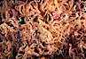 Brittle stars covering rocky reef. Santa Barbara Island, California, USA. Image #04723