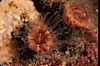Brown  cup coral. San Miguel Island, California, USA. Image #04732