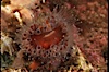 Brown  cup coral. San Miguel Island, California, USA. Image #04734