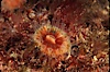 Brown  cup coral. San Miguel Island, California, USA. Image #04735