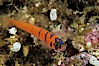 Bluebanded goby. Catalina Island, California, USA. Image #04741