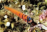Bluebanded goby, Catalina. Catalina Island, California, USA. Image #04742