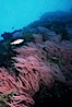 Red gorgonians. San Clemente Island, California, USA. Image #04747