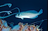 Medusa fish, hitching ride with Purple-striped jellyfish, open ocean. California, USA. Image #04779
