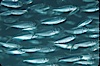 Bigeye scad, schooling. Sea of Cortez, La Paz, Baja California, Mexico. Image #04780