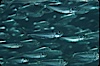 Bigeye scad, schooling. Sea of Cortez, La Paz, Baja California, Mexico. Image #04781