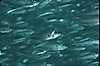 Bigeye scad, schooling. Sea of Cortez, La Paz, Baja California, Mexico. Image #04782
