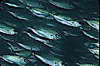 Bigeye scad, schooling. Sea of Cortez, La Paz, Baja California, Mexico. Image #04783