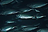 Bigeye scad, schooling. Sea of Cortez, La Paz, Baja California, Mexico. Image #04784