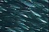 Bigeye scad, schooling. Sea of Cortez, La Paz, Baja California, Mexico. Image #04785
