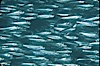 Bigeye scad, schooling. Sea of Cortez, La Paz, Baja California, Mexico. Image #04786