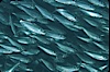 Bigeye scad, schooling. Sea of Cortez, La Paz, Baja California, Mexico. Image #04787