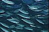 Bigeye scad, schooling. Sea of Cortez, La Paz, Baja California, Mexico. Image #04788
