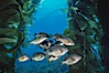 Black perch in kelp forest. San Clemente Island, California, USA. Image #04810