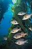 Black perch in kelp forest. San Clemente Island, California, USA. Image #04811