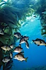 Black perch in kelp forest. San Clemente Island, California, USA. Image #04812