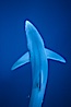 Blue shark, Baja California. Image #04851