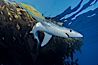 Blue shark, Baja California. Image #04879