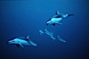 Pacific white sided dolphin. San Diego, California, USA. Image #04943